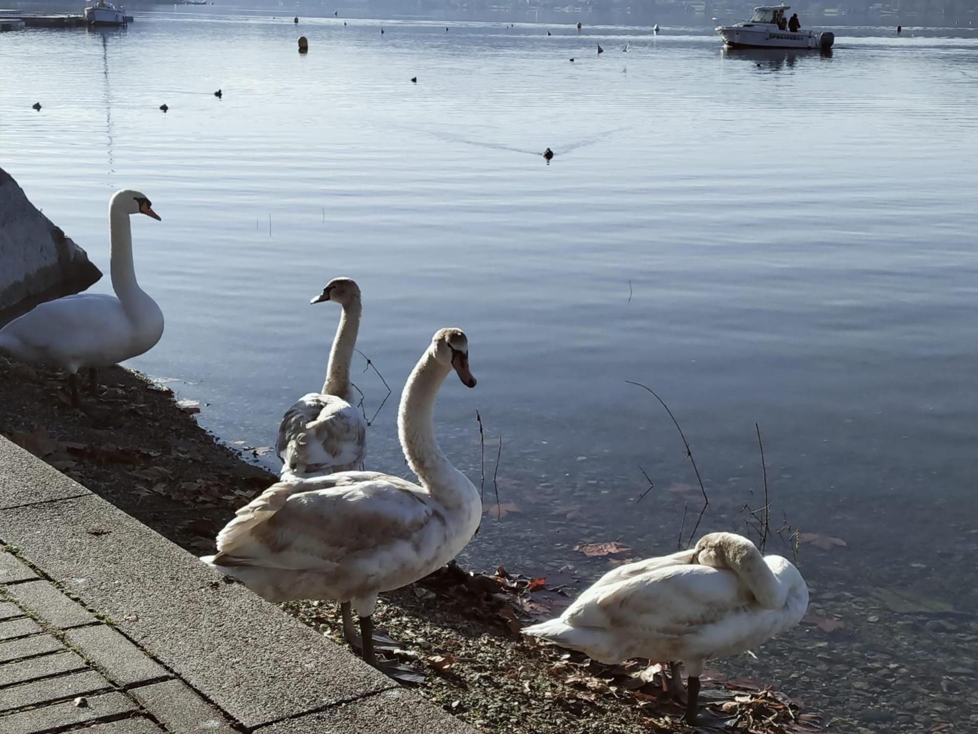 La Casetta Sul Lago Viverone Exterior foto